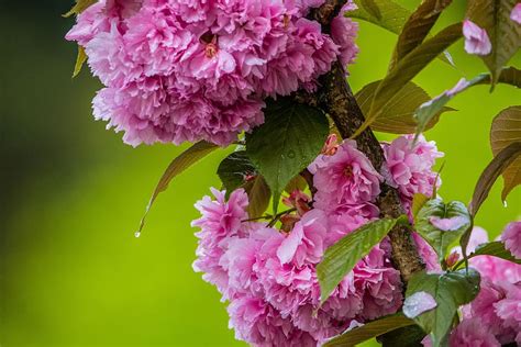 Cherry Blossom In The Rain 1080p 2k 4k 5k Hd Wallpapers Free