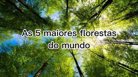 As 5 Maiores Florestas Do Mundo YouTube