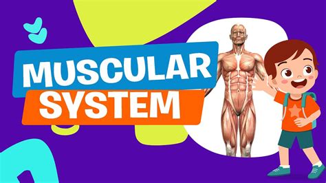 Muscular System Science Educational Video Astronomy Learning Video Crash Course Youtube