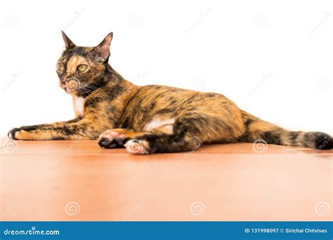 A Relax Adult Tabby Cat Laying Down On The Ground Floor Cat Is Stock