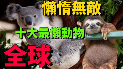 懶惰無敵：全球十大最懶動物大比拼，大多數比豬和樹懶還懶地大物博知識排名全球感觀世界冷知識國家世界排名世界之最top富有