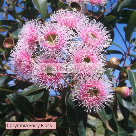 corymbia ficifolia fairy floss  plants australia
