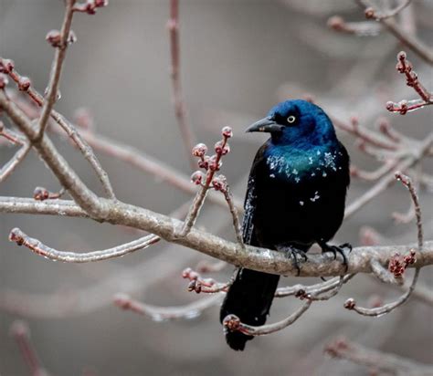 Crow vs Grackle: Differences Based On Physique, Behavior and ...