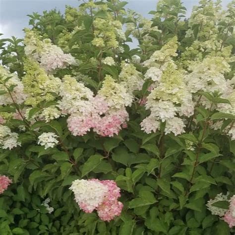 Berry White® Panicle Hydrangea - Grown By Overdevest