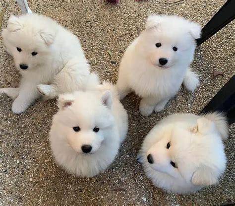 15 Adorable Photos Of Samoyed Puppies With Pure Beauty - ilovedogscute.com