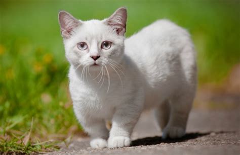 The History And Origin Of Munchkin Cats Munchkin Cat Guide