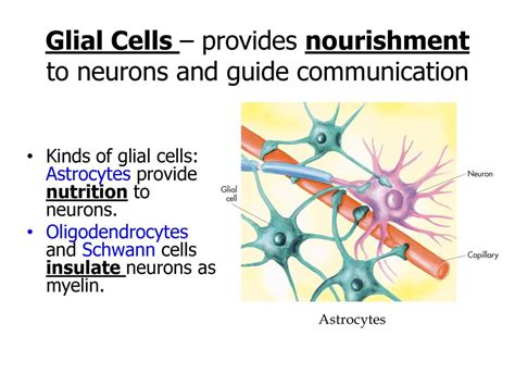 Unit 3 Neuroscience Ppt Download