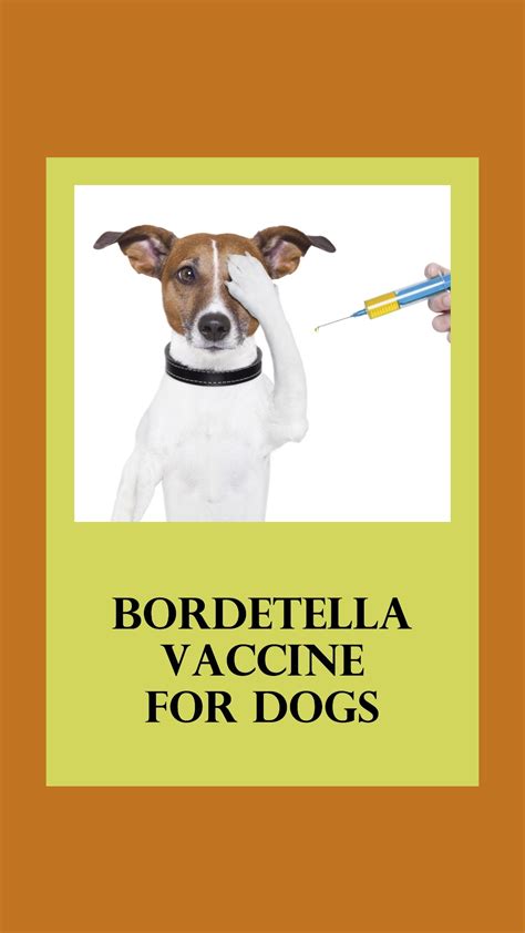 Bordetella Vaccine For Dogs - Side Effects and More - 2023