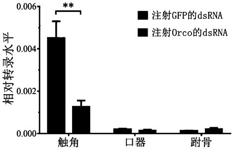 Dsrna Designed Based On Orco Gene Of Periplaneta Americana And Coding