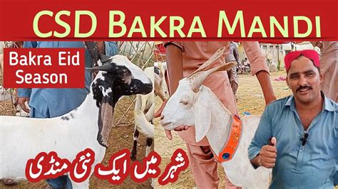 Bakra Mandi Csd Karachi New Bakra Mandi Karachi Mandi Se Sasta