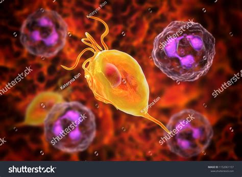 Trichomonas Vaginalis Protozoan Neutrophils D Illustration