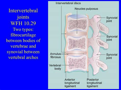 Ppt Synovium Non Synovial Joints And Bone Physiology And Diseases Powerpoint Presentation