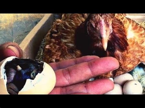 Chicken Chicks Eggs Pakistani Desi Farming YouTube