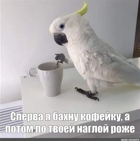 Meme: "Сперва я бахну кофейку, а потом по твоей наглой роже" - All ...