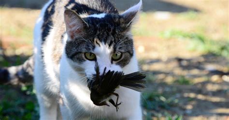 New Zealand Town Cancels Feral Cat Hunting Contest After Backlash ...