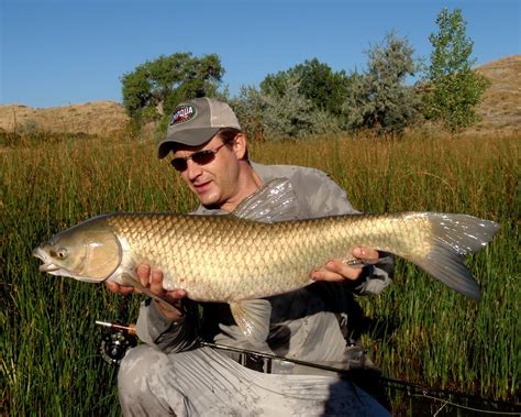 Colorado Fly Fishing Reports Fly Fishing For Carp Directory