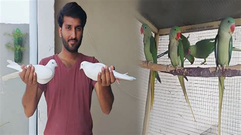 Indian Ringneck Parrots Ko Big Cage Mein Shift Kar Diya High Flying