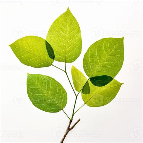 Lime Tree Leaves Background 28893976 Stock Photo at Vecteezy