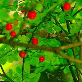 Medicinal Plants Used By First Peoples Of British Columbia