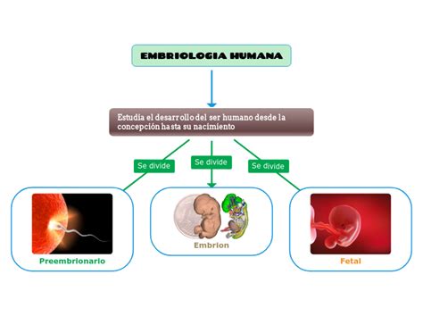 Embriologia Humana Mind Map