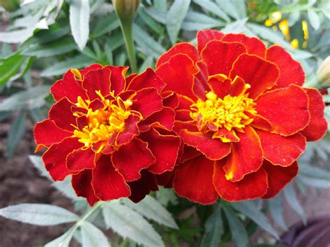 French Marigold Safari Red Seeds Available