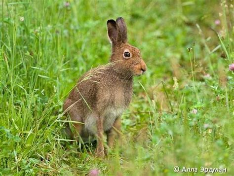 Заяц-беляк (Lepus timidus): особенности образа жизни, распространение и ...