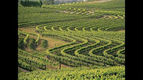 Хванчкара, Грузинские вина, красное вино, Khvanchkara, Georgian wine ...