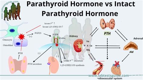 Parathyroid Hormone Vs Intact Parathyroid Hormone Lab Tests Guide