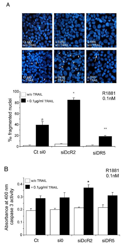 Inhibition Of Dcr2 And Dr5 Protein Expression By Sirna Sensitizes Lncap