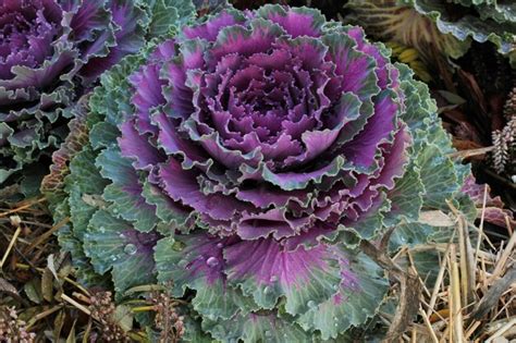 Premium Photo Close Up Of Fresh Plant Leaves Decorative Purple Cabbage Brassica Oleracea