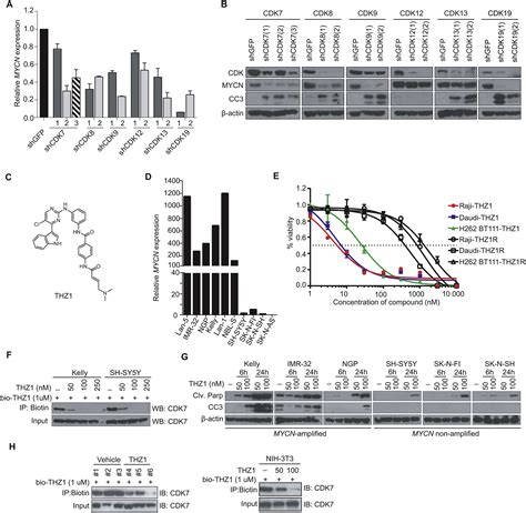 Cdk7 Inhibition Suppresses Super Enhancer Linked Oncogenic