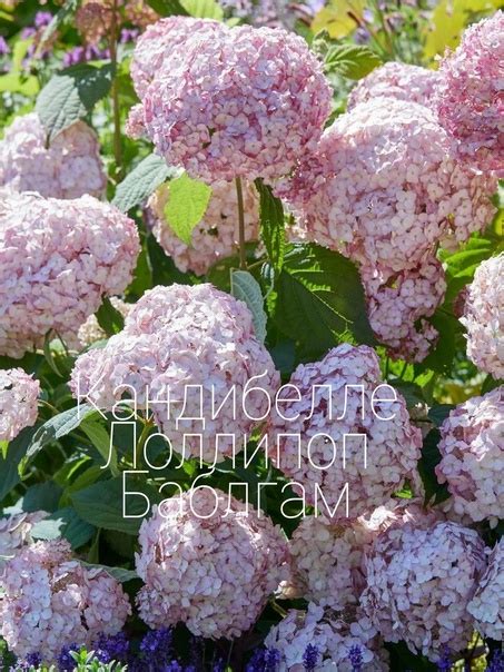 Гортензия древовидная Кандибелле Лоллипоп Баблгам (Hydrangea Candybelle ...