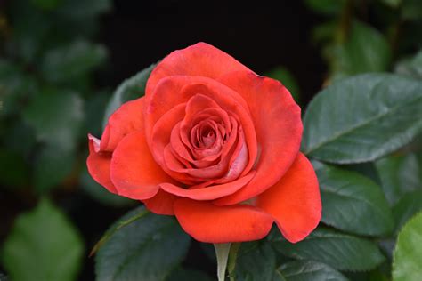 Smokin Hot Hybrid Tea Rose Rosa WEKmopaga In Inver Grove Heights Minnesota MN At Gertens
