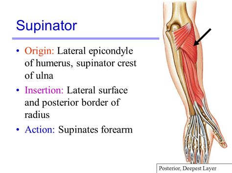 Supinator: Origin, Insertion, Nerve Supply & Action » How To Relief