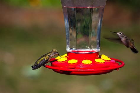 How To Fill A Hummingbird Feeder Top Essential Tips