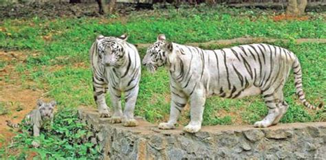 Live streaming of animals at Vandalur zoo | Tourism News Live