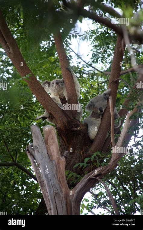 Koala Bears, Australia Stock Photo - Alamy