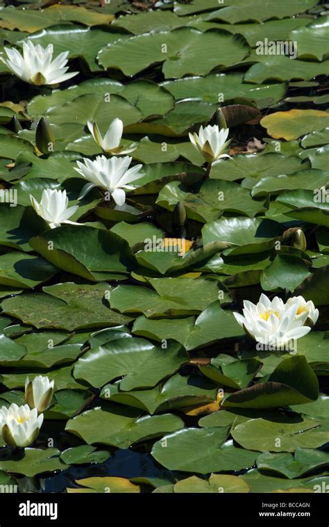 White Lotus Flowers In A Pond Stock Photo Alamy