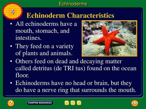 Ppt Echinoderm Characteristics Powerpoint Presentation Free Download Id 4052970