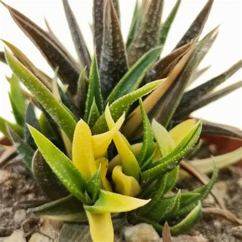 Haworthia Herbacea F Variegata Cm Aloaceae Giromagi Vendita