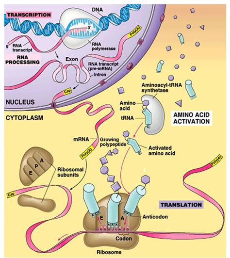Labeled Diagram Of Translation Transcription And Translation