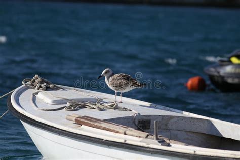 Sea Seagull Sits on a Fishing Boat Stock Photo - Image of seagull ...