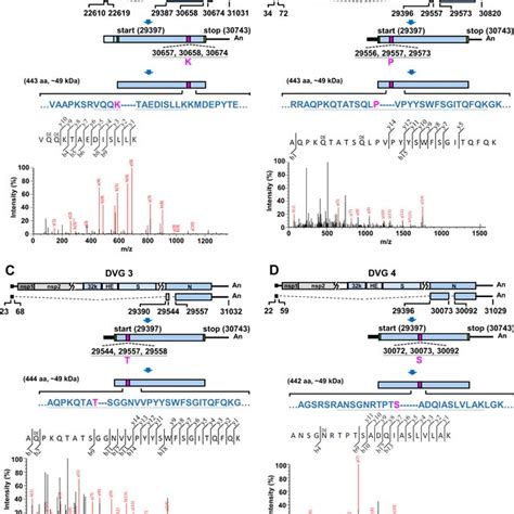 Identification Of Dvg Encoded Proteins By Lcms Ms Analysis A The