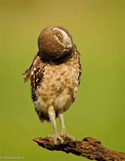 Burrowing Owl Chick 3 Cape Coral Florida Burrowing Owls Melissa Groo