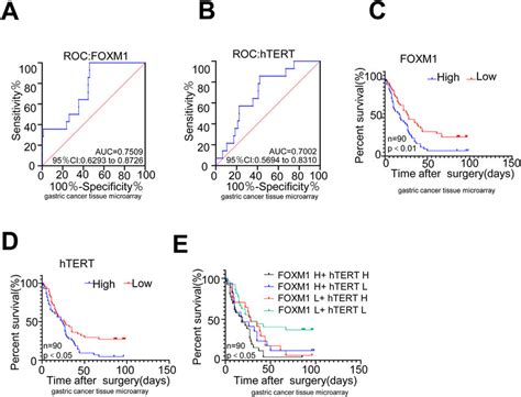 High Levels Of Foxm1 And Htert Indicated Poor Prognosis In Gastric