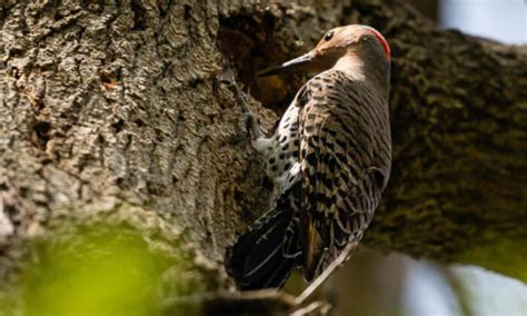 Northern Flicker Woodpecker