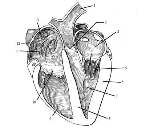 Bovine Heart 1 Diagram Quizlet