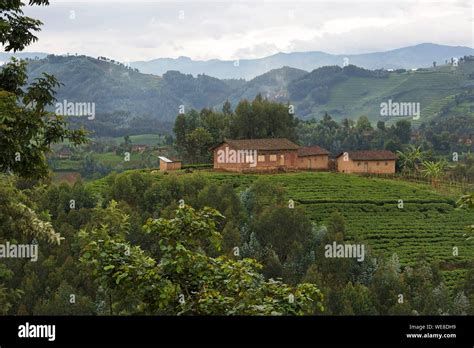 Rwanda Rammed Houses Amid Rolling Hills And Tea Plantations Stock