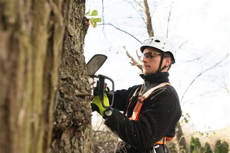 How To Cut Down A Tree Safely An Expert Tree Surgeon Guide