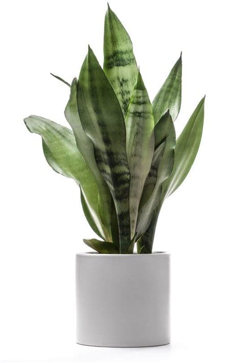 5 Hard To Kill Houseplants For Apartments With Low Light Artofit